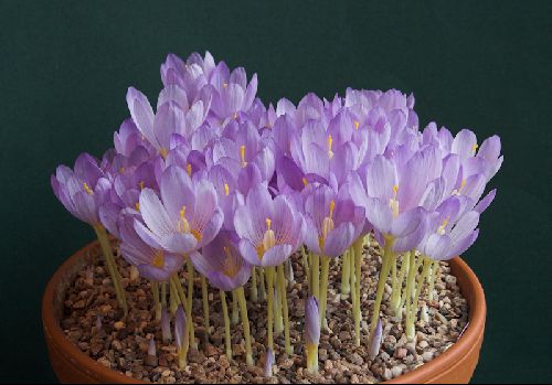 Crocus kotschyanus